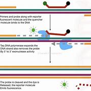 Image result for How PCR Works
