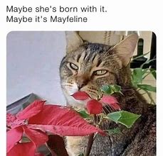 Image result for Maybe She's Born with It Meme