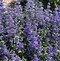 Image result for Caryopteris clandonensis Beyond Midnight
