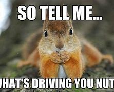 Image result for Tired Squirrel Meme