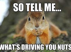 Image result for Funny Squirrel Nut Quotes