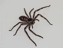 Image result for Hunter Spider Pet