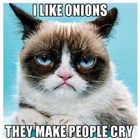 Image result for Pictures of Grumpy Cat Memes Clean