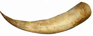 Image result for Giant Cow Horn