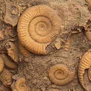 Image result for 265 Million Old Fossil Found in Brazil