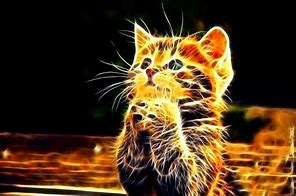 Image result for Abstract Cat Wallpaper