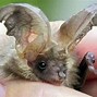 Image result for Rare Bat Species Germany