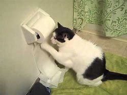 Image result for Cat Pulling Toilet Paper