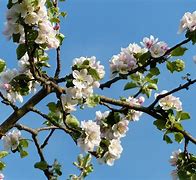 Image result for Blossoming Apple Tree Branch