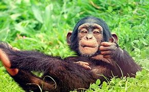 Image result for Cute Monkey Sleeping