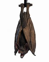 Image result for Ook Rubber Bat
