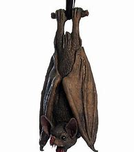 Image result for Rubber Bat Hang