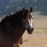 Image result for Utah Wild Horses