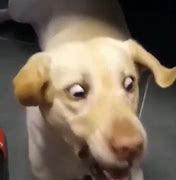 Image result for Dog WPhone Shocked Meme