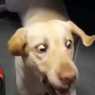 Image result for Dog WPhone Shocked Meme