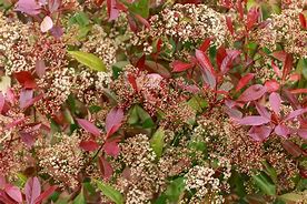 Image result for Photinia Red Robin Hedge