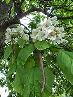 Image result for catalpa