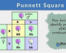 Image result for Genetic Punnett Square