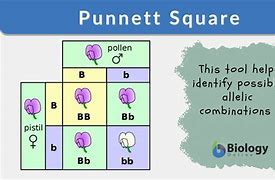 Image result for 16 Punnett Square