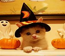 Image result for Cute Cat Halloween Profile Pictures