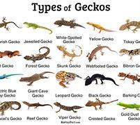 Image result for Different Types of Leopard Geckos