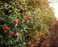 Image result for Dying Apple Tree