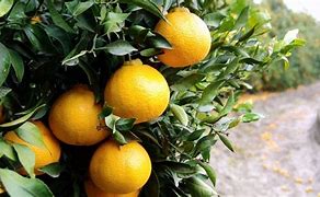 Image result for Sumo Mandarin Orange