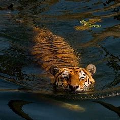 Reflections - llbwwb:

 Killer in the Water. Photographer:...