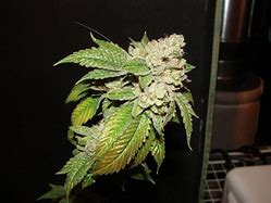 Image result for Larry OG Kush