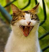 Image result for Funny Cat Smiling