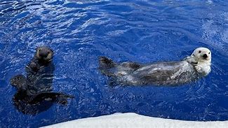 Image result for Sea Otter Zoo