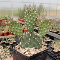 Image result for Opuntia rhodantha