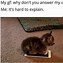 Image result for Cat Thing Meme