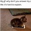 Image result for Cat Memes That Are Truly Funny