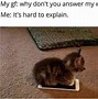 Image result for hilarious cats meme 2023