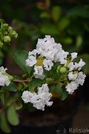 Image result for Lagerstroemia Glendora White