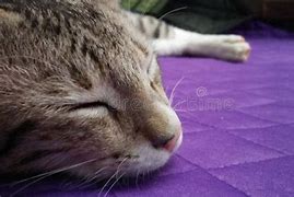 Image result for Cat Sleep Funny
