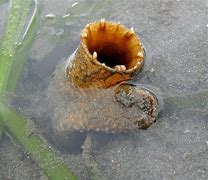Image result for Largest Geoduck Clam