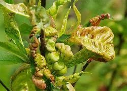 Image result for How to Treat Peach Leaf Curl