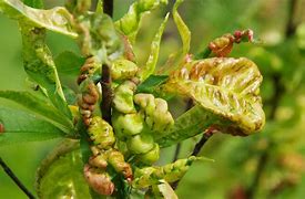 Image result for Apple Tree Leaf Curl