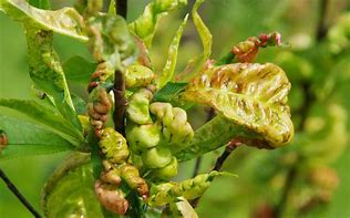 Image result for Leaf Curl On Peach Trees