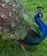 Image result for Black Shoulder Peafowl