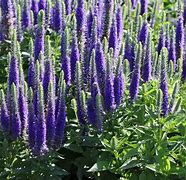 Image result for Veronica spicata Glory ® (ROYAL CANDLES)