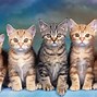 Image result for Cats Desktop Wallpaper 1366X768