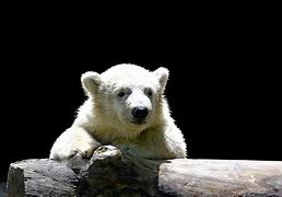 Image result for Polar Bear Laughing