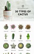 Image result for All Types of Cactus