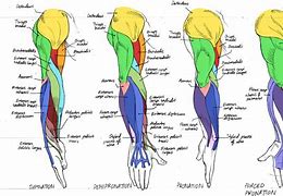 Image result for the human arm