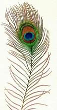 Image result for Red and Yellow Feather Drawing