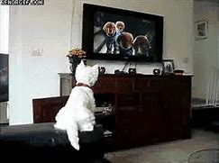 Image result for Dog Watch TV Meme