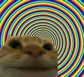 Image result for Rainbow Cat Meme